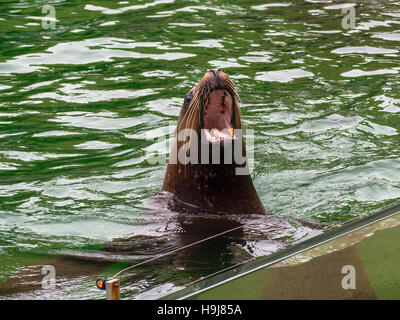 Kalifornische Seelöwe im Wasser mit Mund öffnen Stockfoto