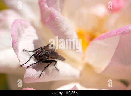 Fliege hoch auf eine Rose im Garten Stockfoto