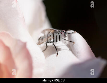 Fliege hoch auf eine Rose im Garten Stockfoto