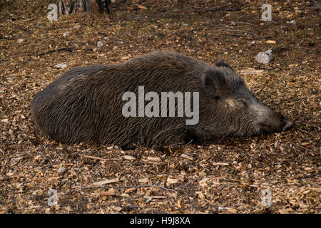 Wildschwein auf dem Waldboden schlafen Stockfoto