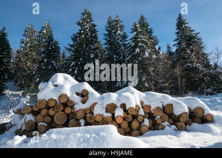 Haufen von markierten Baumstämmen mit Schnee bedeckt, Col De La Faucille, Ain, französischen Jura, Frankreich Stockfoto