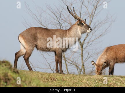 Männlichen afrikanischen Defassa-Wasserbock (Kobus Ellipsiprymnus Defassa) auf einem Hügel, weibliche Weiden in der Nähe Stockfoto