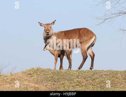 Weibliche Defassa Wasserbock (Kobus Ellipsiprymnus Defassa) mit einem Kälbchen. Stehend auf einem Hügel Stockfoto