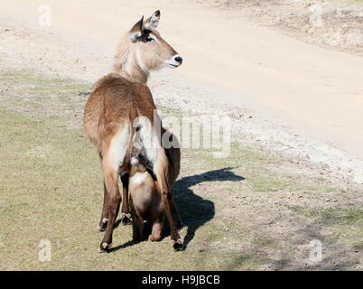 Weibliche Defassa Wasserbock (Kobus Ellipsiprymnus Defassa) mit einem Kälbchen trinken von Milch, von hinten gesehen Stockfoto