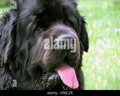 Porträt von Neufundland Hund Stockfoto