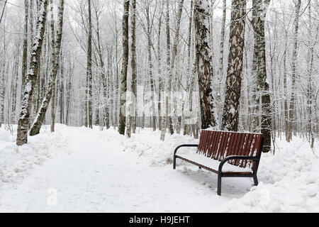 Winter Landschaft mit Birken Stockfoto