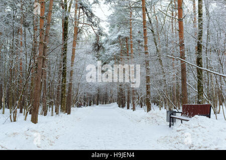 Wunderschöner Park im Winter Stockfoto