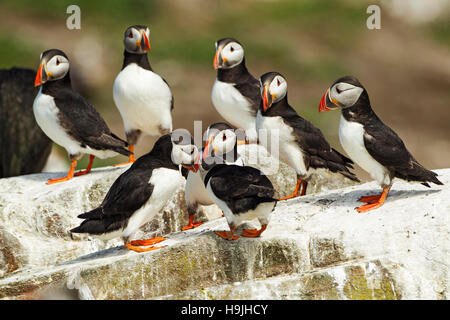 Eine Gruppe von 3 Papageitauchern, die sich gegenseitig schlagen, schnabelt, während 5 andere Papageitaucher angucken. Farne Islands, Northumberland, England, Großbritannien. Stockfoto