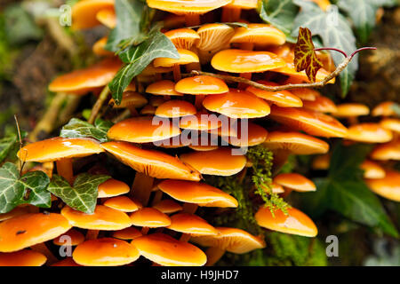 Klebrige Honig Pilz auf einem alten Bäumen Stumpf mit Efeu bedeckt Stockfoto