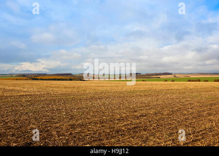 Feldern in der malerischen Patchwork Yorkshire Wolds Landschaft mit bunten Lärche Wald- und Hügellandschaft im Herbst. Stockfoto