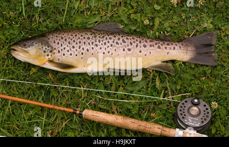 Ein frisch gelandet Bachforelle auf einem Fluß in Hampshire, Großbritannien mit der Angelrute. Stockfoto