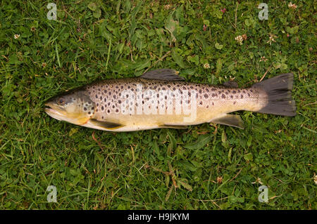 Ein frisch gelandet Bachforelle auf einem Fluß in Hampshire, Großbritannien mit der Angelrute. Stockfoto