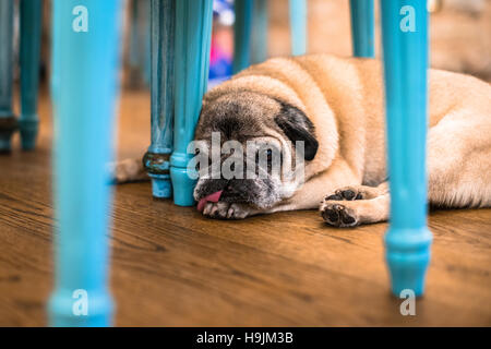 Eine alte Mops nimmt ein Nickerchen auf dem Wohn / Raum-Boden unter einem Türkis farbigen Tisch Stockfoto