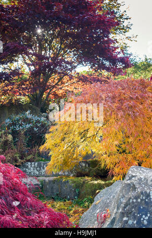 Acer Palmatum Dissectum im Herbst. Japanische Ahorn im Herbst Farbwechsel auf der Steingarten in RHS Wisley Gärten, Surrey, UK Stockfoto