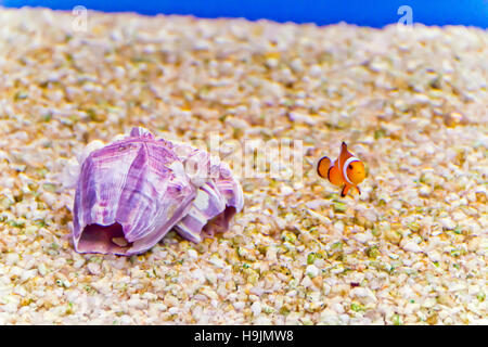 Foto von Clown Fisch im Aquarienwasser Stockfoto