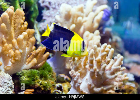 Foto von Engel Aquarienfische im Blauwasser Stockfoto