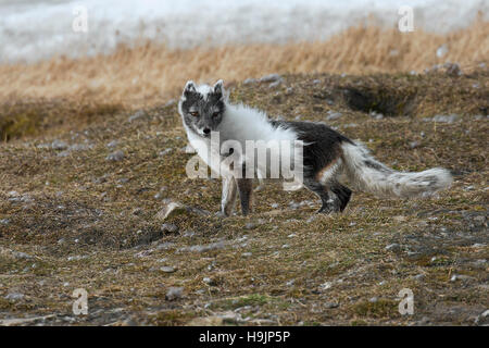 Polarfuchs / polar Fox (Vulpes Lagopus / Alopex Lagopus) zeigt Anstrich in blau Phase in der Tundra, Svalbard / Spitzbergen, Norwegen Stockfoto