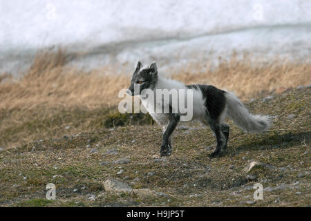 Polarfuchs / polar Fox (Vulpes Lagopus / Alopex Lagopus) zeigt Anstrich in blau Phase in der Tundra, Svalbard / Spitzbergen, Norwegen Stockfoto