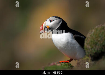 Papageitaucher (Fratercula Arctica) auf Meer Klippe, Fair Isle, Shetland, Schottland, Vereinigtes Königreich Stockfoto