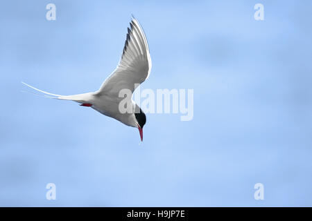 Küstenseeschwalbe (Sterna Paradisaea) männlich über Meer gegen blauen Himmel fliegen Stockfoto