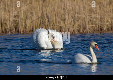 Als Straßenmusikant Höckerschwan (Cygnus Olor) männlich in Bedrohung Display Schwimmen mit Hals gebogen, Rücken und den Flügeln, die Hälfte im See im Frühjahr angesprochen Stockfoto