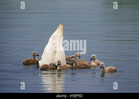 Höckerschwan (Cygnus Olor) Fütterung kopfüber mit jungen / Cygnets im See im Frühling Stockfoto