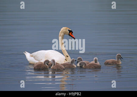 Höckerschwan (Cygnus Olor) mit jungen / Cygnets Fütterung im See im Frühling Stockfoto