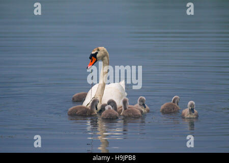 Höckerschwan (Cygnus Olor) mit jungen / Cygnets Fütterung im See im Frühling Stockfoto