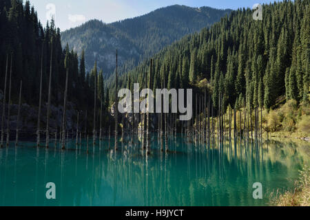 Toten asiatischen Fichte Baumstämme in Kaindy See im Kungey Alatau Gebirge Kasachstan Stockfoto