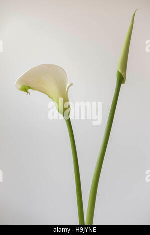 Calla-Lilien - Zantedeschia aethiopica Stockfoto