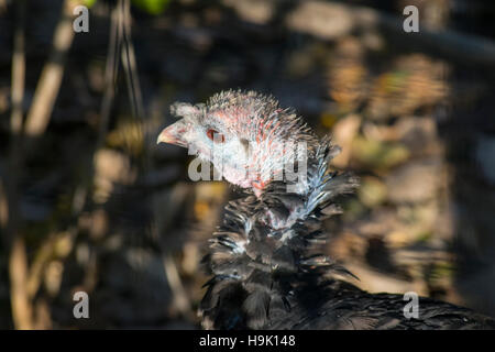 Nahaufnahme von einem weiblichen Wildtruthahn. Stockfoto