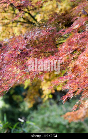 Acer Palmatum 'Seiryu' Herbst verlässt. Stockfoto