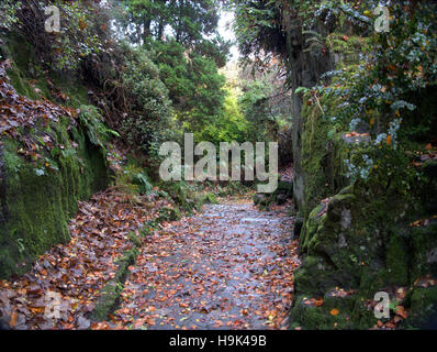 Die Fossil Grove befindet sich in Victoria Park, Glasgow, Schottland. Es wurde 1887 entdeckt. Stockfoto