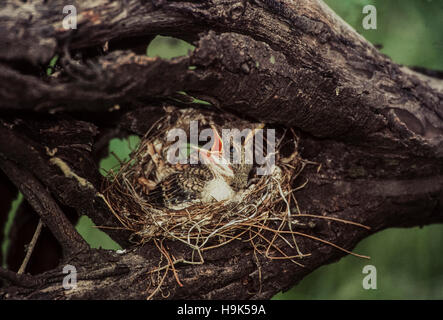 Bucht-backed Shrike, Lanius Vittatus, Küken im Nest mit offenen Gape für die Fütterung der Eltern, Bharatpur, Keoladeo Ghana Nationalpark, Indien Stockfoto
