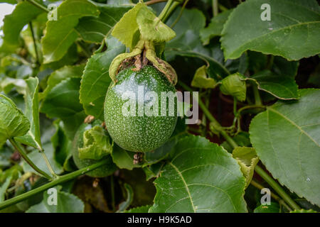 Eine Reife Passionsfrucht am Rebstock Stockfoto