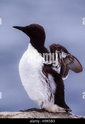 Gemeinsamen Guillemot, (Uria Aalge), stretching Flügel, Farne Islands, Northumbria, britische Inseln, Vereinigtes Königreich Stockfoto