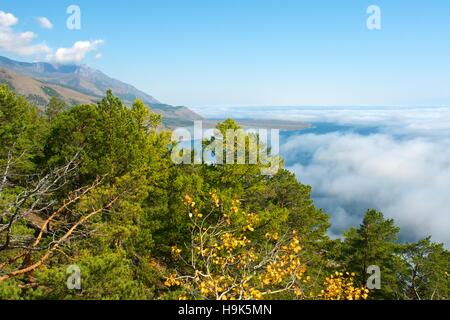 Bäume am Ufer des Sees Stockfoto