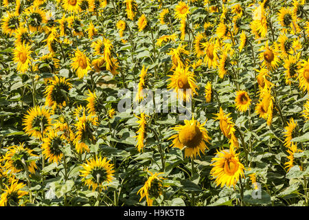 Ein Feld von Sonnenblumen im Loire-Tal. Stockfoto