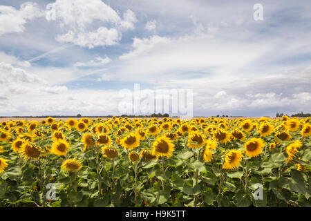 Feld von Sonnenblumen im Loire-Tal, Frankreich. Stockfoto