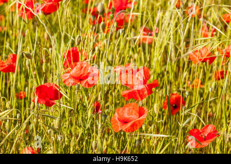 Mohnfeld in Frankreich. Stockfoto