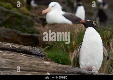 Rockhopper Penguin mischt sich mit Black-browed Albatross auf Saunders Island nisten Stockfoto