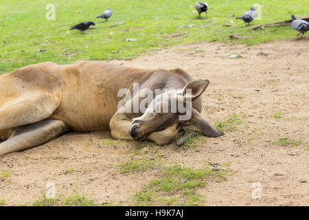 Känguru in Lone Pine Koala Sanctuary in Brisbane, Australien. Stockfoto