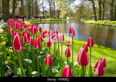 bunt blühenden Tulpen in den Gärten des weltberühmten Keukenhof in Lisse, Niederlande Stockfoto