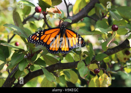 Nahaufnahme von einem männlichen Monarchfalter mit Flügeln ruhen in einem Malus Prairifire Crabapple Baum in Trevor, Wisconsin, USA Stockfoto