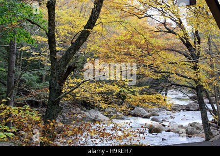 Fließenden Bergbach inmitten eines Waldes mit Herbstlaub in der Flume Gorge im Franconia Notch State Park in Lincoln, New Hampshire, USA Stockfoto