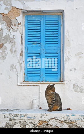 Eine streunende Katze sitzt auf einer Mauer vor eine Reihe von blauen Fensterläden, Kini, Syros, Kykladen, Griechenland Stockfoto