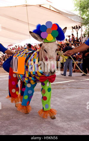 Gekleidete Esel Wettbewerb während der Esel Messe (Feria del Burro) in Otumba, Mexiko Stockfoto