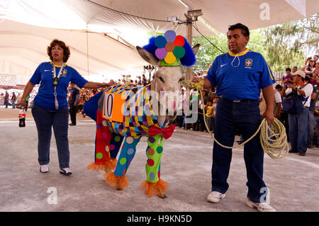 Gekleidete Esel Wettbewerb während der Esel Messe (Feria del Burro) in Otumba, Mexiko Stockfoto