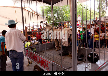 Gekleidete Esel Wettbewerb während der Esel Messe (Feria del Burro) in Otumba, Mexiko Stockfoto