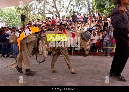 Gekleidete Esel Wettbewerb während der Esel Messe (Feria del Burro) in Otumba, Mexiko Stockfoto